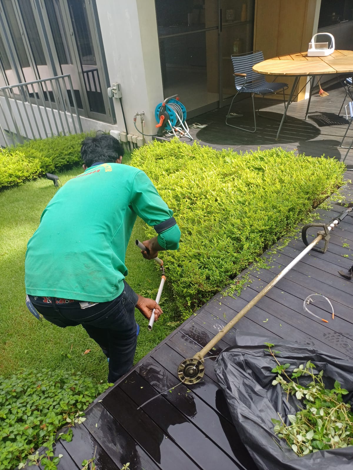 Professional Tree Pruning